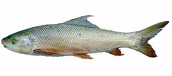นวลจันทร์ : มีชื่อวิทยาศาสตร์ว่า Cirrhinus microlepis ปลาในเขตลุ่มแม่น้ำเจ้าพระยาจะมีหัวและลำตัวสีเง