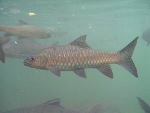 พลวง : มีชื่อวิทยาศาสตร์ว่า Neolissocheilus stracheyi หรือ Neolissocheilus soroides  จัดเป็นปลาในวงศ