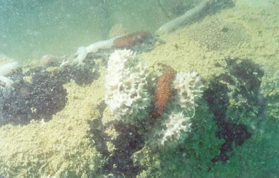 ภาพฟองน้ำหนามสีขาว (sping sponge) ที่เกาะอยู่บนกองปะการังเทียม 