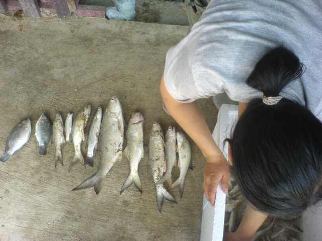 จากนั้นเราก้กลับกันตอนบ่าย2
ป้านิ่มก็จัดการเอาปลาออกมาโชว์(ปล.ส่วนนึงเอามาทอดกับปิ้งไปบ้างแล้ว) :um