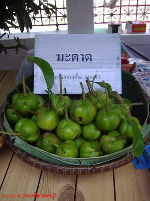 มะตาด ... เกิดมาไม่เคยได้ยิน ไม่เคยเห็น ขอคุณลุงคนขายถ่ายรูปมาอีก ๑ แชะ   :cool: