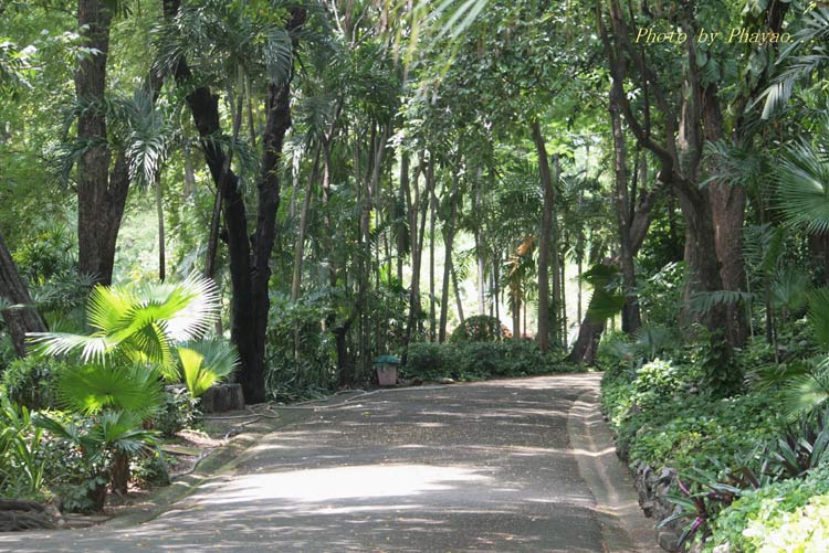 บรรยากาศเหมือนเข้าป่าเขาใหญ่แบบกล�