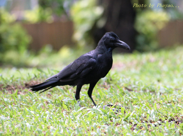 นกตัวนี้เป็นของคู่กันกับเขาดินครั�