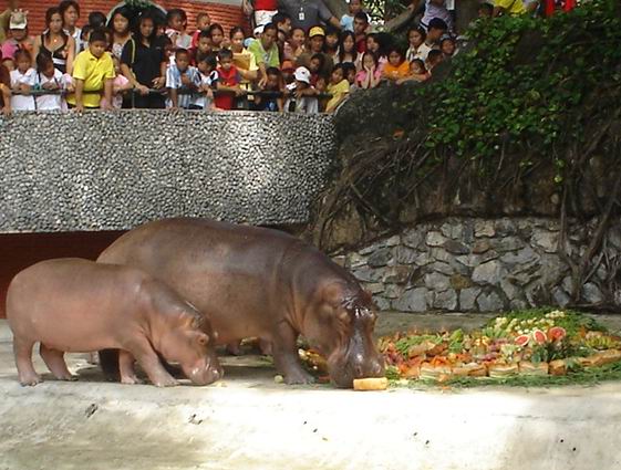 ไม่มีรูปหนูยักษ์ "คาปิปานา" มั่งเหรอ