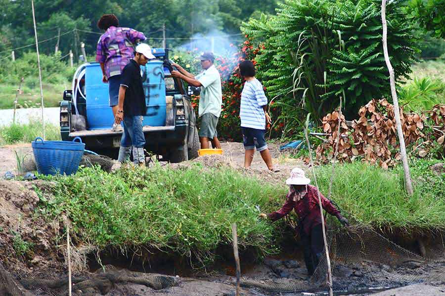 มีรถปิคอัพ มาคอยรับปลา ที่หน้าบ่อเลย