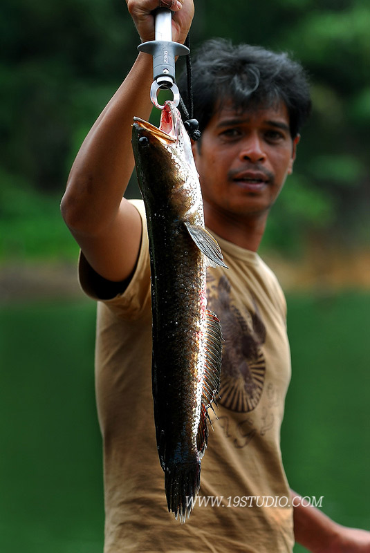 ตูม.................ดังมาจากด้านท้ายเรือ.....โอว....ไอ้ช่อนใหญ่....ไซร้งาม.......ฝีมือน้าบ่าว.......