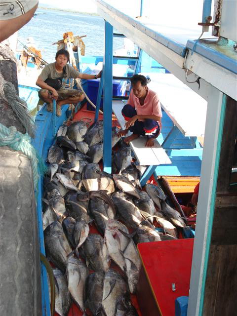 ทยอยเอาปลาขึ้น  ยังดองอยู่ใต้เรืออีกเยอะ  ยังขึ้นไม่หมด  กินกันเป็นอาทิตย์  :cheer: