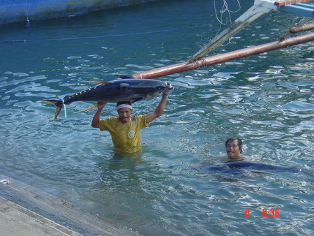 ปลาพวกนี้เคาออกไปตกมาแล้วมาส่งขายที่ท่าปลา การขนถ่ายปลาทูน่าพวกนี้ เค้าจะโยนปลาลงน้ำจากเรือโดยตรง แล