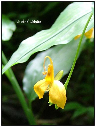 สวัสดีค่ะ คุณ นายลักษณ์   :grin: ได้ไอเดียมื้อเย็นแล้วใช่มั้ยคะ

+++++++++++
ออกจาก อบต.หนองแสง เ
