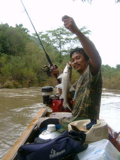 ตัวเต็มๆไม่ค่อยใหญ่ครับคนเรือบอกช่วงนี้น้ำเยอะปลาไปทั่วต้องรอน้ำลดปลาจะไปอออยู่ตามวังไซร3โลขึ้นเพียบ