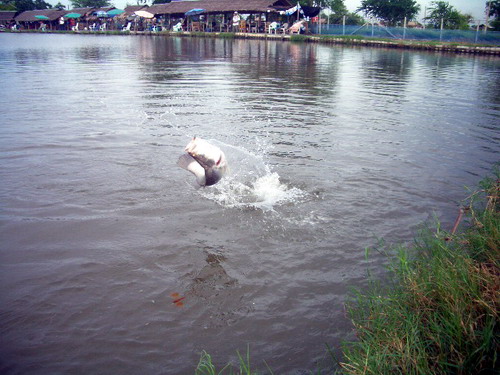 เถียง ๆ ๆ ๆ คำม่ายตกฝากเจง ๆ ๆอ่ะเนี่ย

 :laughing: :laughing: :laughing:

( แกล้งดึงสายให้ตึงบั