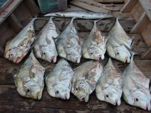 ปลารวมเฉพาะโฉมงาม size 5-9 kg. ทริปนี้เราได้ทั้งหมด 10 จากปลาเข้าชาร์จเหยื่อ 18 ครั้ง (ได้ 10 ขาด 8)