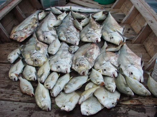 ปลารวมทั้งหมด  เฉพาะโฉมงามชั่งก่อนขึ้นชกประมาณ 58 kg. ลูกกะมงพร้าวประมาณ 24 kg. สากดำ 1 ตัว 5.8 kg. 