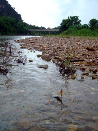 ฝนปรอยๆตรอด...........ตีตรงน้ำนิ่งๆ...

ตัวแรก............ทามไมมันเล็กงี่หว่า..
 :sad: :sad: