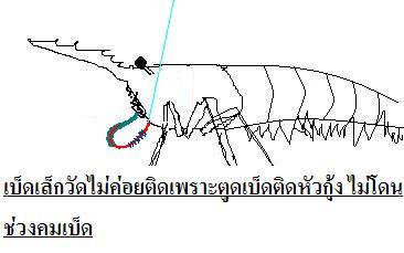 ก้นอ่างไม่ต้องไปพูดถึงเลยถ้าจะตกกุ้งถ้ามีสะพานข้ามคลองอ่ะพอตกได้อยู่ เพราะสามารถวัดขึ้นมาตรงๆได้เบ็ด