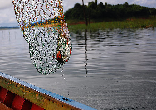วนเรือรอบๆ เจอกระสูบจอมเกเร มันกัด