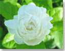 รูปนี้สวยดี
จัดไปสุดท้าย