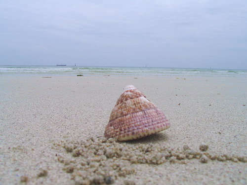 ทะเล,หาดทราย,กับ..หอย :grin: :grin: