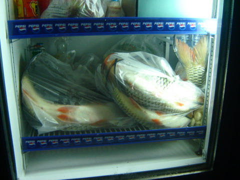 ปลาช่อนกินกันซะเกลี้ยง....
แต่กระสูบแช่เย็นไว้ เอาไปเจี๊ยะที่กรุงเทพ จะแจ่มกว่า.....
พนักงานที่โรง