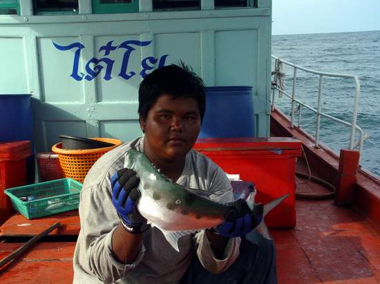 ฝูงปลาสละเข้าฉวยเหยื่อตลอดครับ

น้องใหม่กับปลาสละครับ


