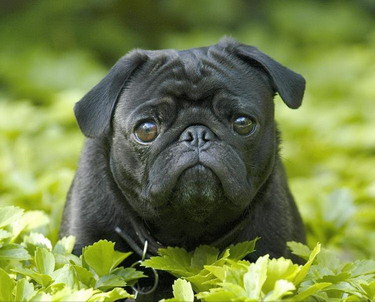น่า่รักมากๆเลย ดูเพลินดีค่ะ ชอบๆๆ :blu
