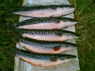 ดีคับผมแป๊ะ  อยู่แฟมิลีแลนค์นาป่าคับชอบตีเหยื่อปลอมครับอย่าลืมชวนผมบ้างเด้อ  www.krisda_fishing2007@