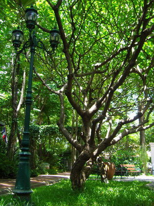 เสาไฟ กับ ต้นลั่นทม หรือชื่อใหม่สวยเก๋ ลีลาวดี
 :grin: