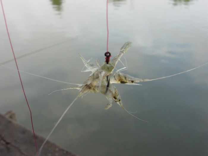 กุ้งฝอยตัวใหญ่ๆก๊ะปล่อยไปให้มันออ