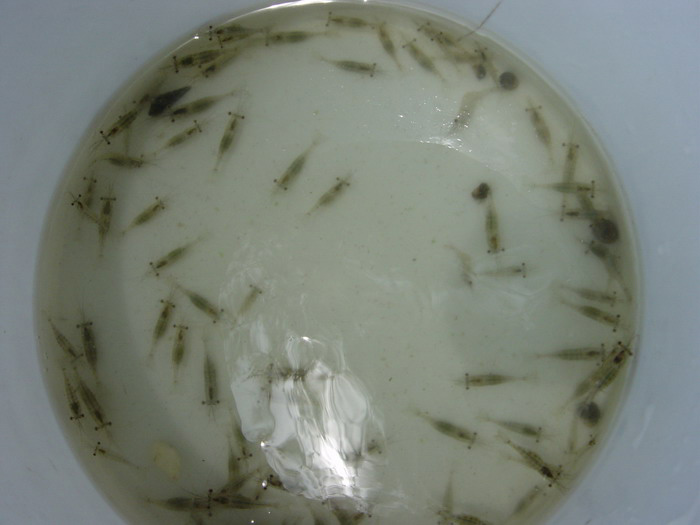 ก้อเรยช้อนกุ้งใหม่ซักหน่อยเดี๋ยวจ