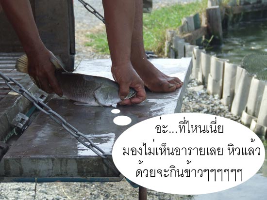 ดูดิ  ตัวอย่างเขื่องใช้ได้เลย 