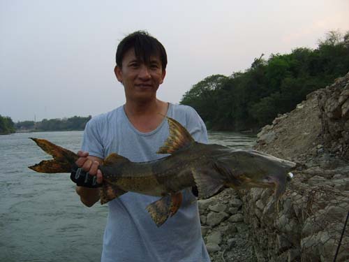 http://www.thaifishingcenter.com/outdoor-thai/viewtopic.php?t=514
นี่ ก็น่าสนใจ..กินเหยื่อปลอมปลากด