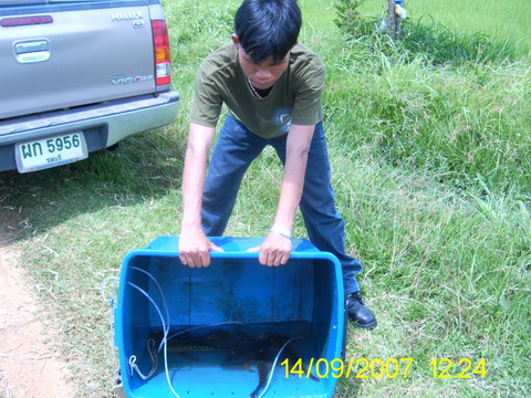  :love: :love:........ส่วนที่เหลือ....ปล่อยบ่อร้างของทุ่งนาครับรกมากเลย....แต่ตรงกลางมีน้ำลึกมาก....