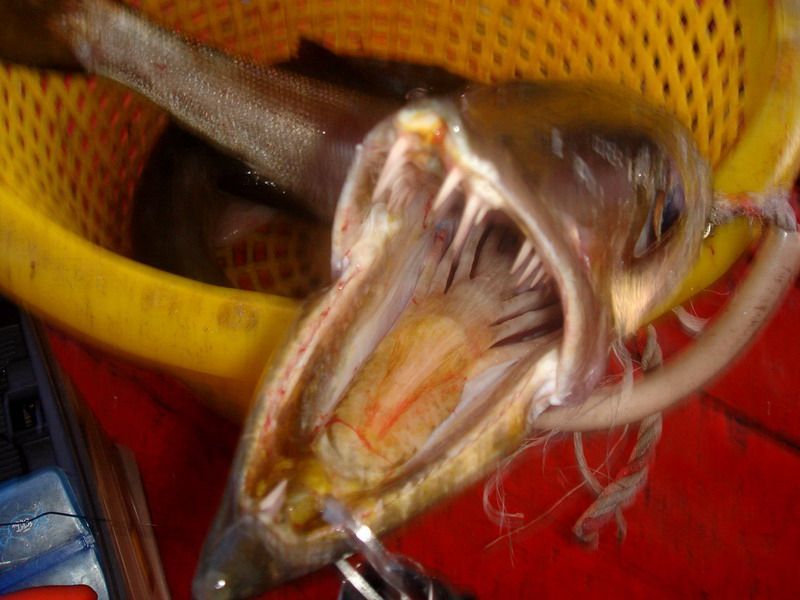 ตัวรับแขกที่หนีไม่ค่อยพ้น ดูฟันมันก่อนนักตกปลาพึงโปรดระวังให้มากๆนะครับเมื่อได้ตัวมันขึ้นมา แต่... ต