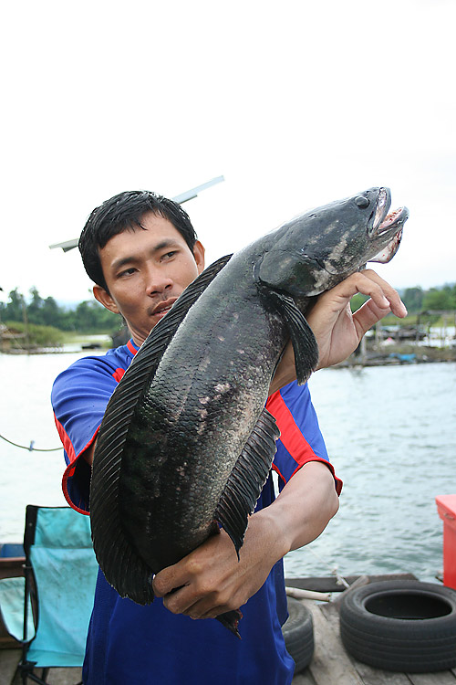 น้าไก่ขอยืมปลาเขามาโพส(ทริปนี้จะแห้วอีกป่าวเนี่ยะ) :grin: :grin: