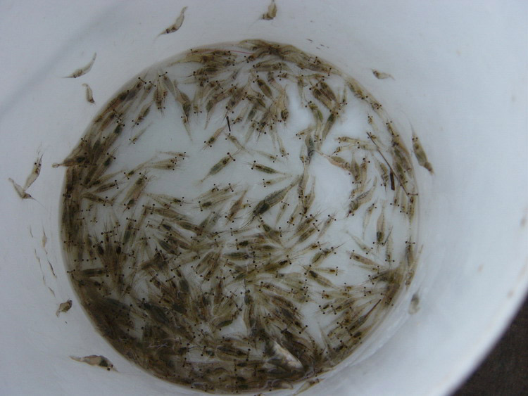 ได้วัตถุดิบมานิดหน่อย......พอทำกุ้งเต้นเอ๊ย..เหยื่อเหน็บได้พอสมควร :love: :love: