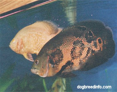 ตัวนี้เดิมจริงเป็นปลาในกลุ่มกินปลาเป็นอาหารแท้ๆ (PISCIVORES) ASTRONOTUS OCELLATUS.ในตลาดบ้านเราจัดเป