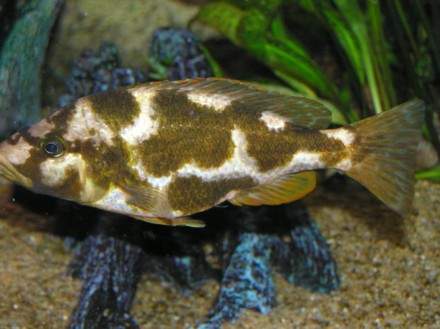 NIMBOCHROMIS LIVINGSTONII นักพรางตัวแห่ง MALAWI LAKE ยาว 10 นิ้ว :tongue: :tongue: :tongue: :tongue: