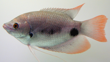 ตัวนี้ยังมีขายในบ้านเราครับผม "แรดแดงอินโดนีเซีย" GIANT RED TAIL GOURAMI (OSPHRONEMUS LATICLAVIUS) ท