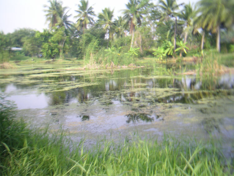 หมายเด็ดพุทธบูชา(ทีมตองปลิว)