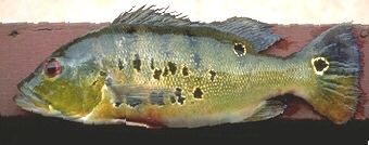C.ocellaris รูปที่1 :grin: :grin: :grin: :grin: :grin: