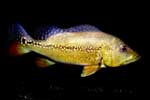 C.MIRIANAE  มีข้อมูลของเว็บ CICHLID มีการค้นพบปลาในตระกูลCICHLAเพิ่ม (ICHTHYOLOGIST เขาพบไม่ใช่ผมพบ 