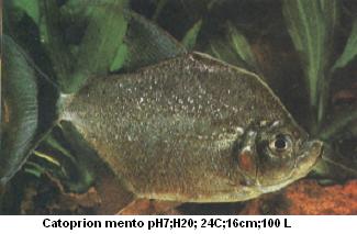 ตัวนี้ไม่กิน mini ครับ แต่โดนใจคนเลี้ยงปลาอย่างมั่กๆ อย่างผมด้วย WIMPLE PIRANHA (CATOPRION MENTO) ยา