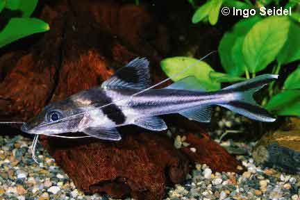 PIMELODUS ORNATUS. ยาว 60 ซม. AMAZONIA อีกครั้งครับ :grin: :grin: :grin: :grin: :grin: :grin: :grin:
