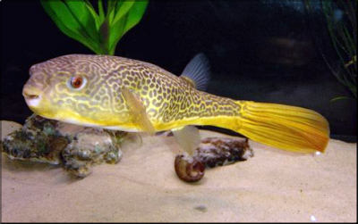 บอกเล่าเก้าสิบ ตอน FRESHWATER PUFFER FISH