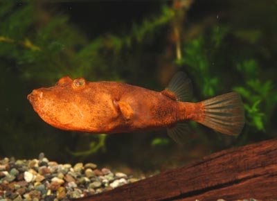 TETRAODON MIURUS: "RED" CONGO PUFFER
ยาว 15 ซม. พบในลุ่มนำคองโก :laughing: :laughing: :laughing: :l