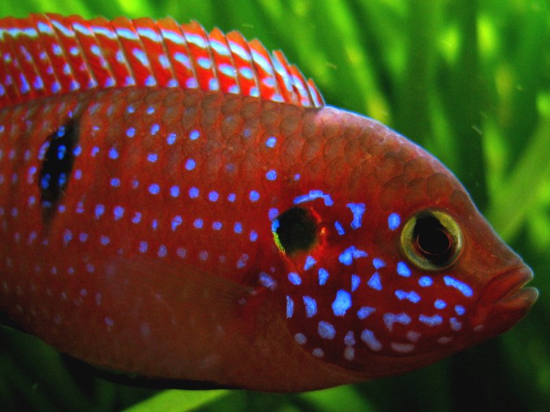 ใช่ตัวนี้หรือเปล่าครับ JEWEL CICHLID