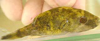 TETRAODON CUTCUTIA:AVOCADO หรือ COMMON PUFFER
ยาว 10 ซม. พบใน มาเลเซีย บังคลเทศ พม่า เวียตนาม ศรีลั