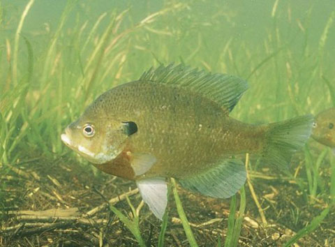 ฝากน้าPOP-POP ไอ้เจ้าBLUEGILL,BLUE SUNFISH(LEPOMIS MACROCHIRUS) ที่น้าตกด้วย MINI FAT จากที่หาข้อมูล