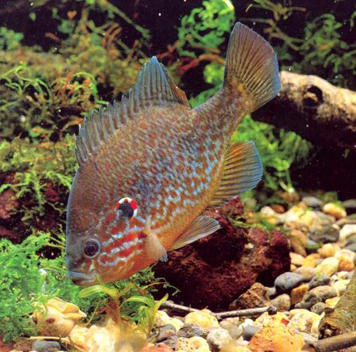ส่วนตัวนี้ที่น้าเห็น น่าลองนะครับน้า ผมรู้ว่ามันเป็นSUNFISH แสดงว่าที่ผมเข้าใจผิดหมด หน้าตาที่แท้มัน