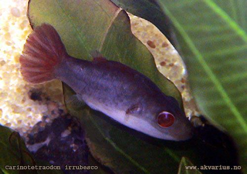 CARINOTETRAODON IRRUBESCO : RED TAIL-RED EYE PUFFER
ยาว 4.40 ซม. พบใน บอร์เนียว สุมาตรา :laughing: 